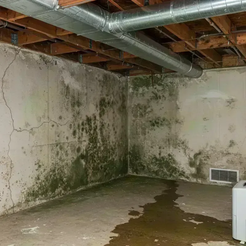 Professional Mold Removal in Ponderosa Park, CO